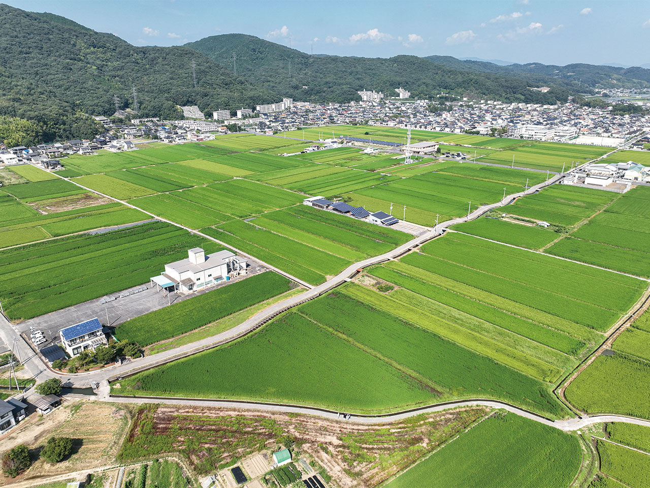 温暖な気候と豊富な水量でおいしいお米が育つ