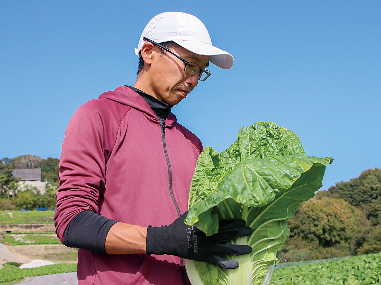 白菜の品質を確認する藤岡さん